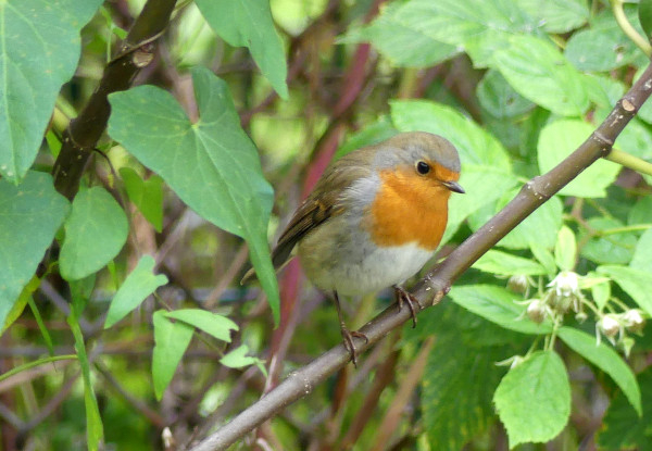 Rougegorge familier (Erithacus rubecula) © Jardins Familiaux Les 4 Saisons